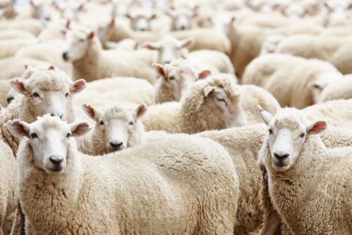Herd of sheep Herd of sheep