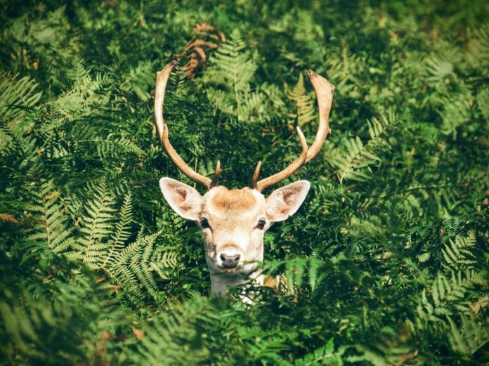 venture-capitalist-deer venture capitalist deer