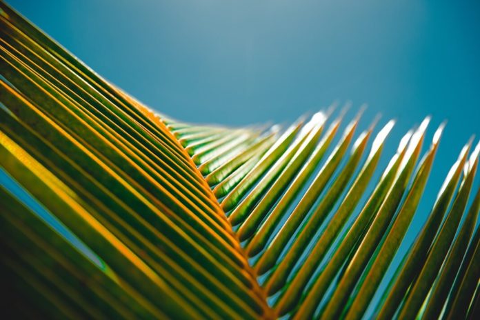 how-to-pitch-leaf how-to-pitch-leaf