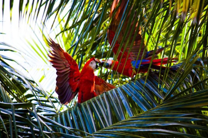 best-startups-parrots best-startups-parrots